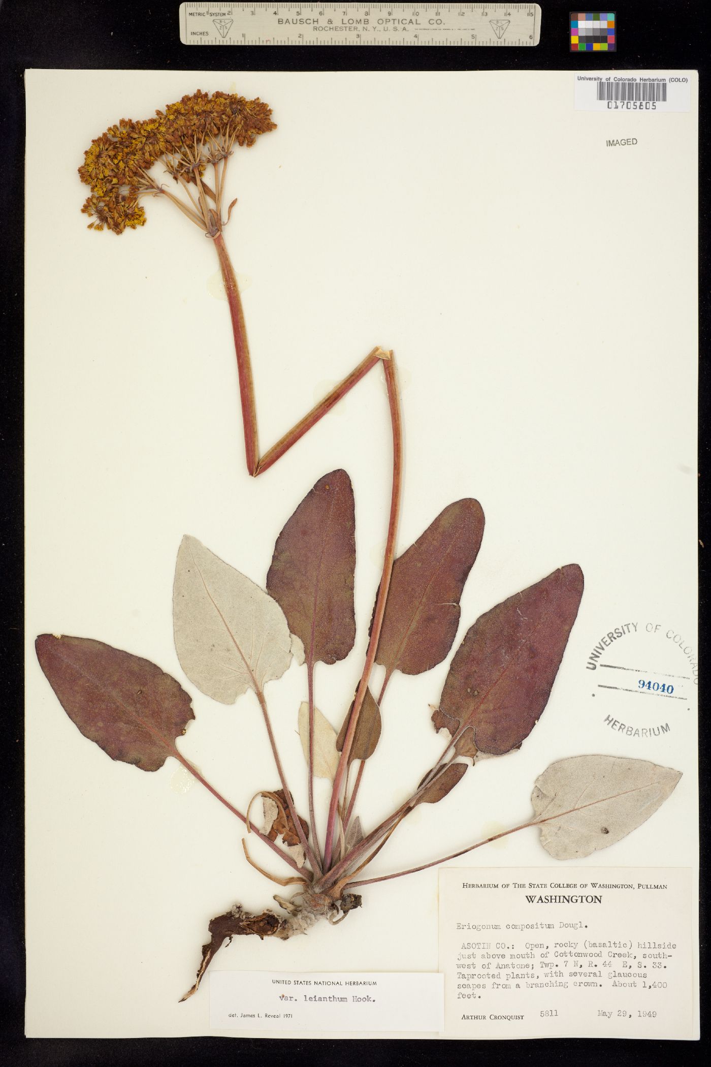 Eriogonum compositum image