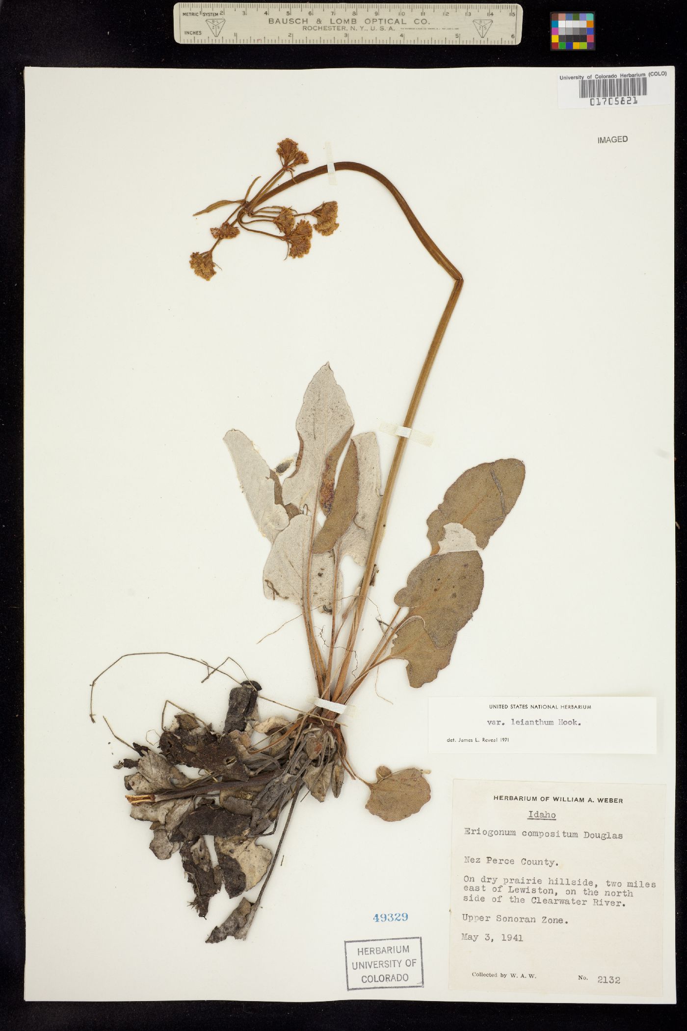 Eriogonum compositum var. leianthum image