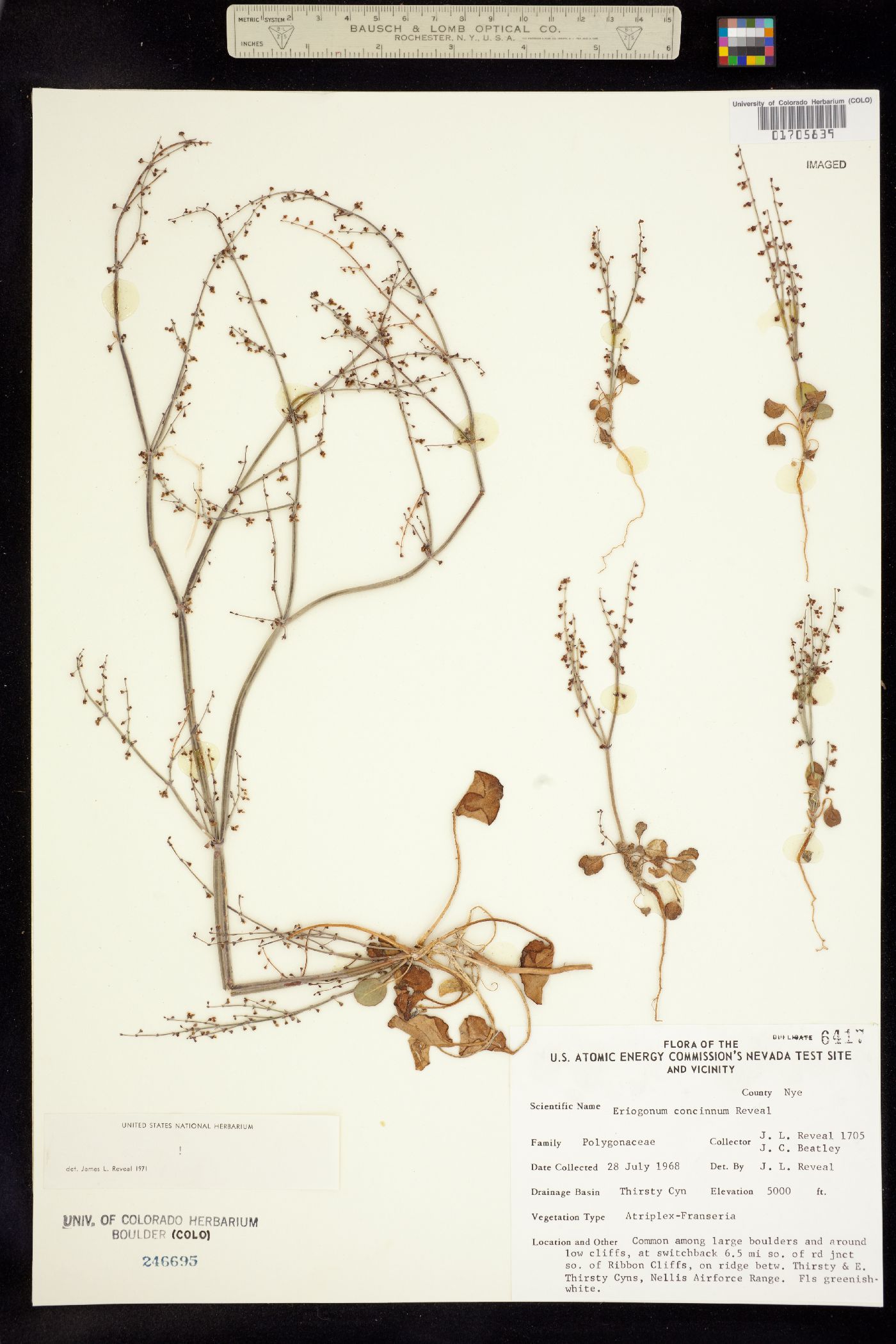 Eriogonum concinnum image