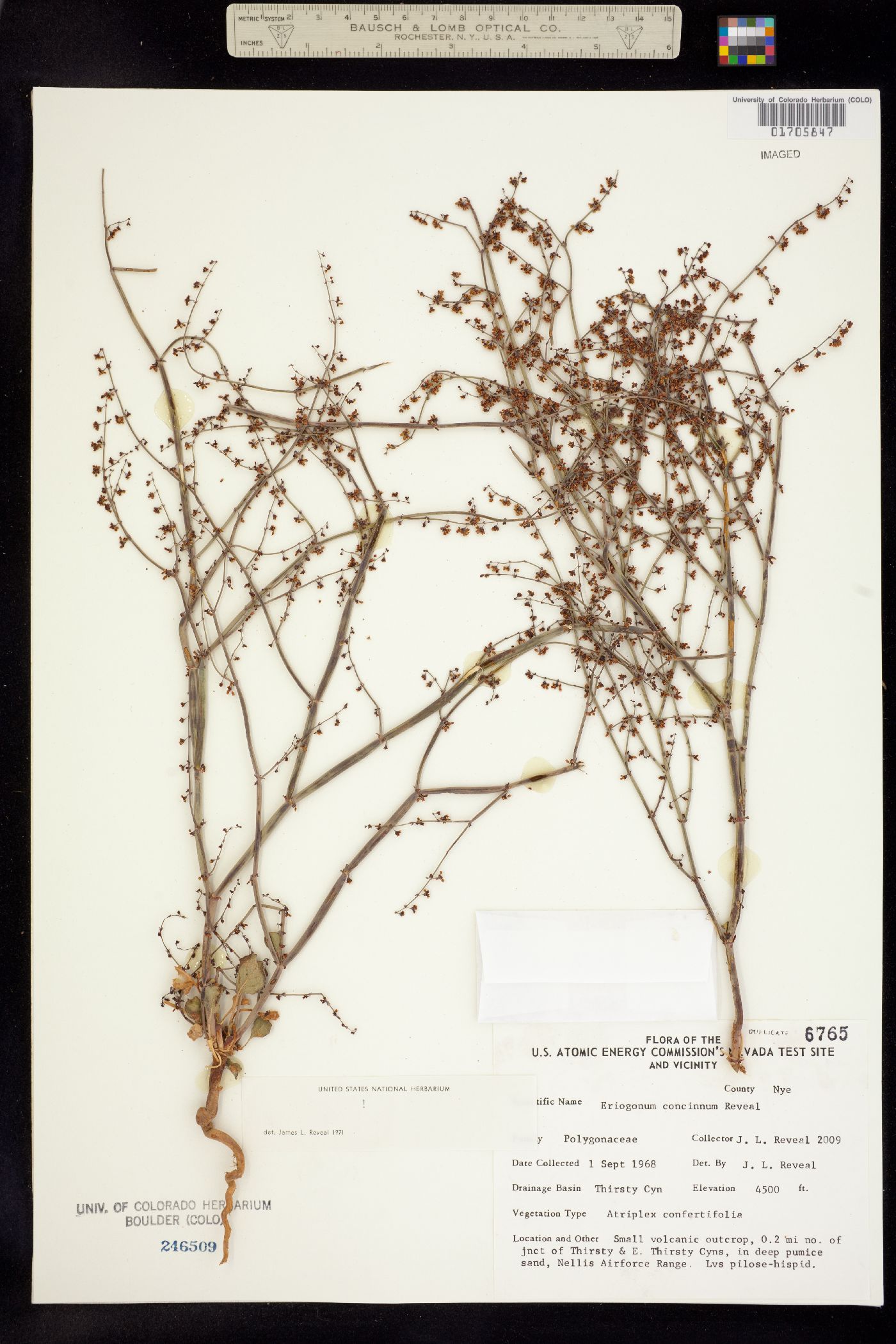 Eriogonum concinnum image