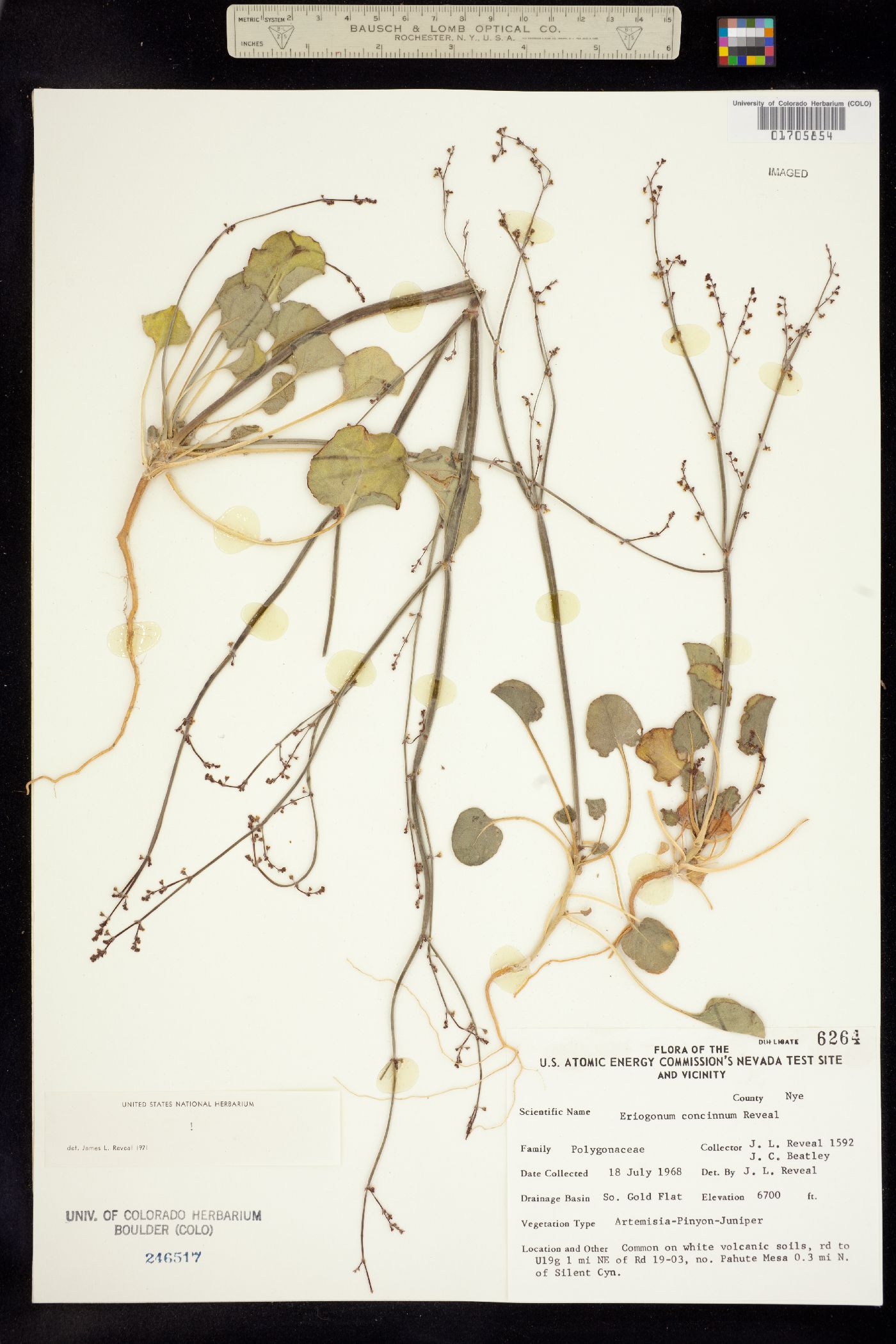 Eriogonum concinnum image