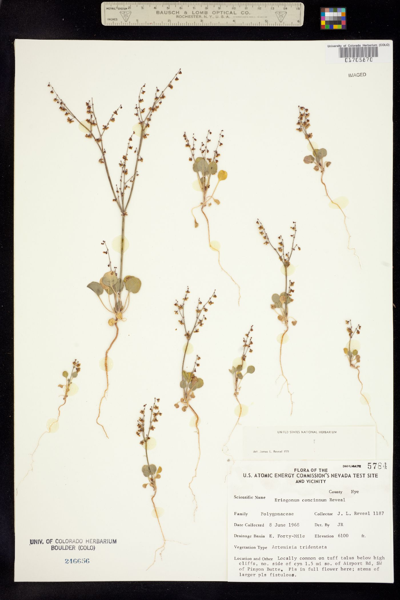 Eriogonum concinnum image