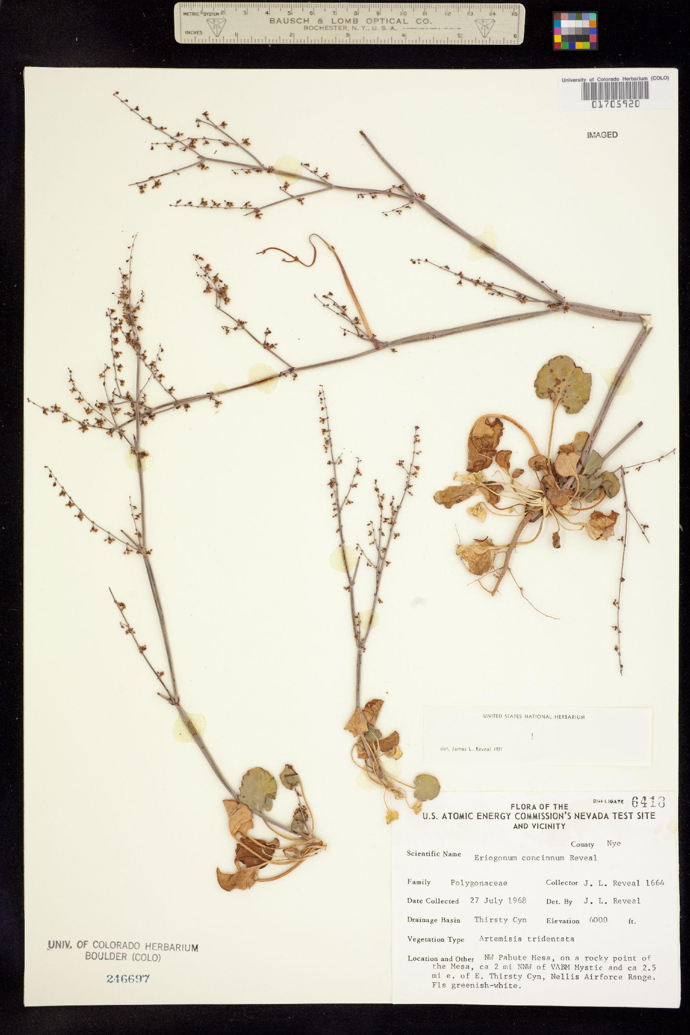 Eriogonum concinnum image