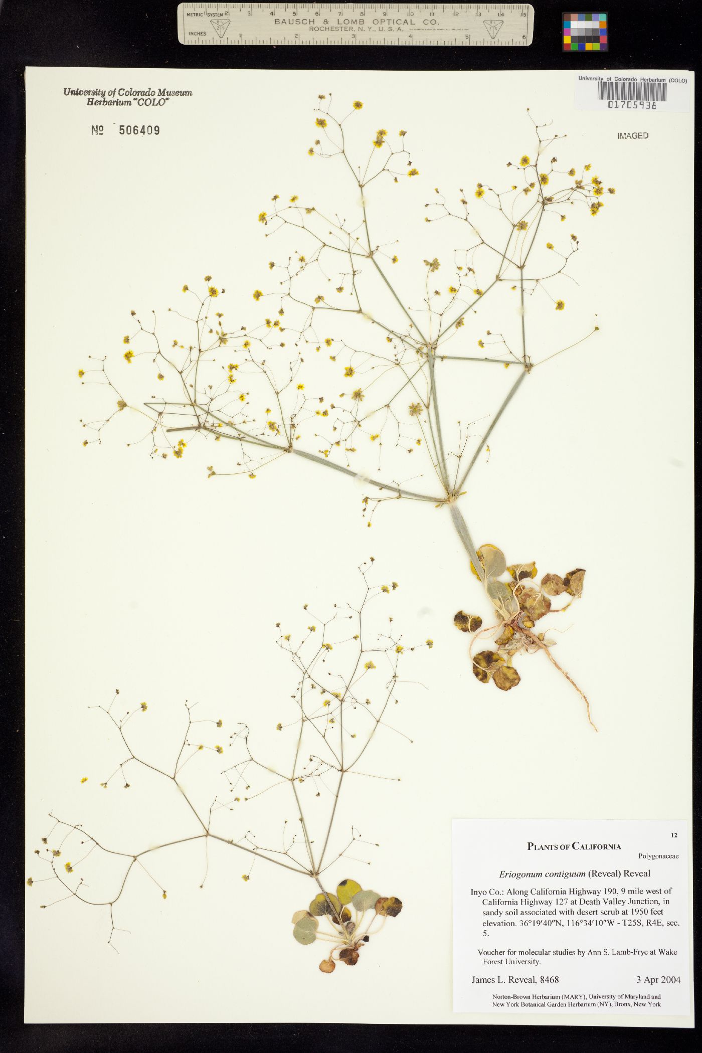 Eriogonum contiguum image