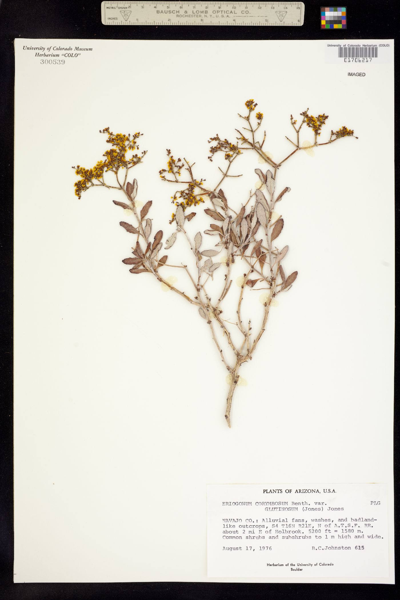 Eriogonum corymbosum var. glutinosum image