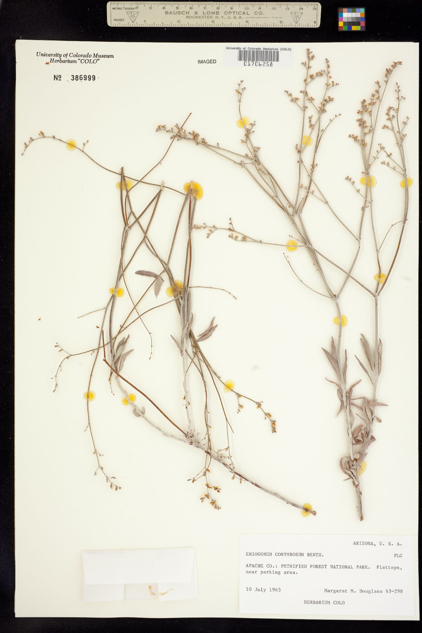 Eriogonum corymbosum var. glutinosum image