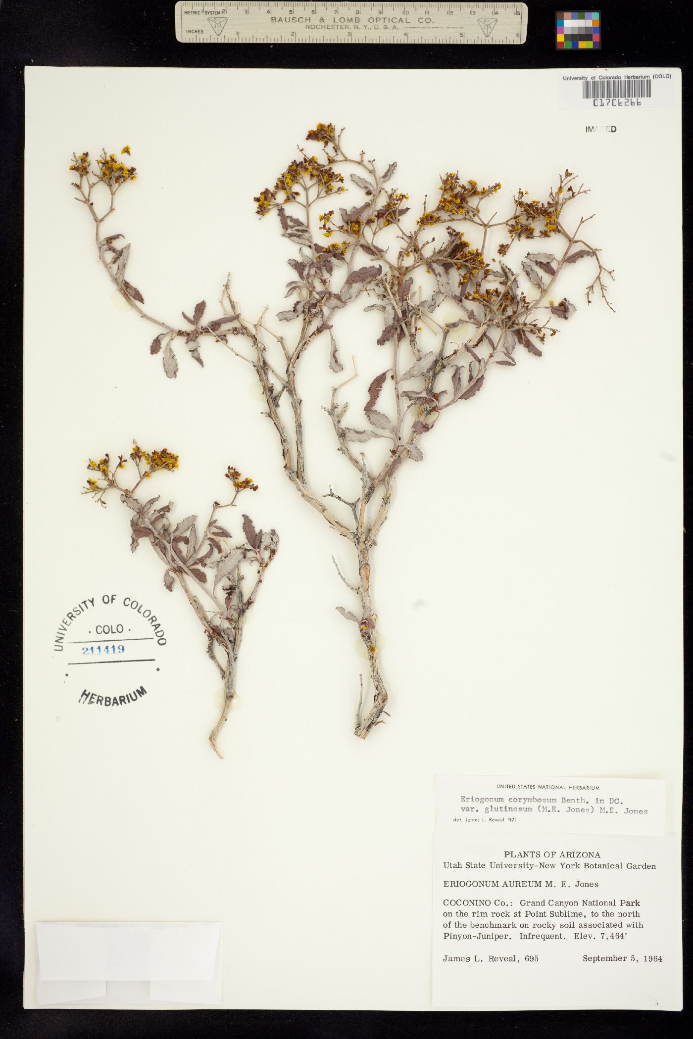 Eriogonum corymbosum var. glutinosum image