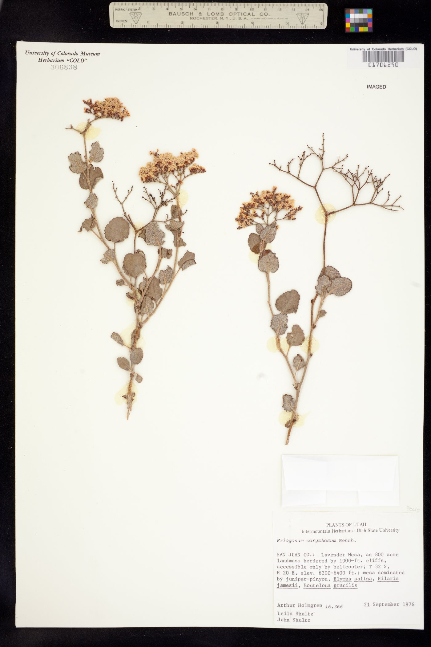 Eriogonum corymbosum var. orbiculatum image
