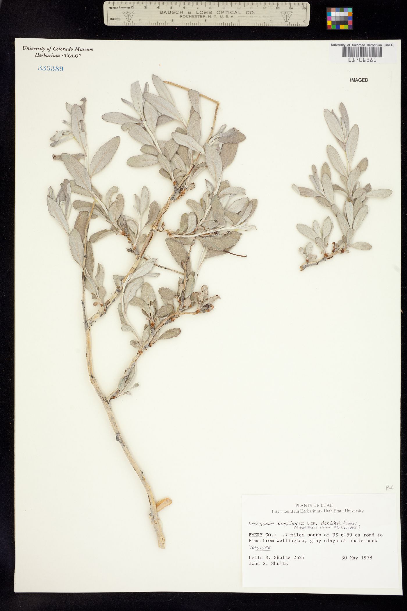Eriogonum lancifolium image