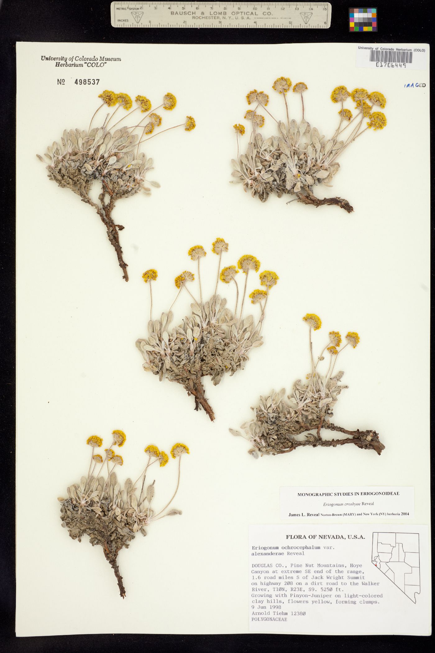 Eriogonum crosbyae image