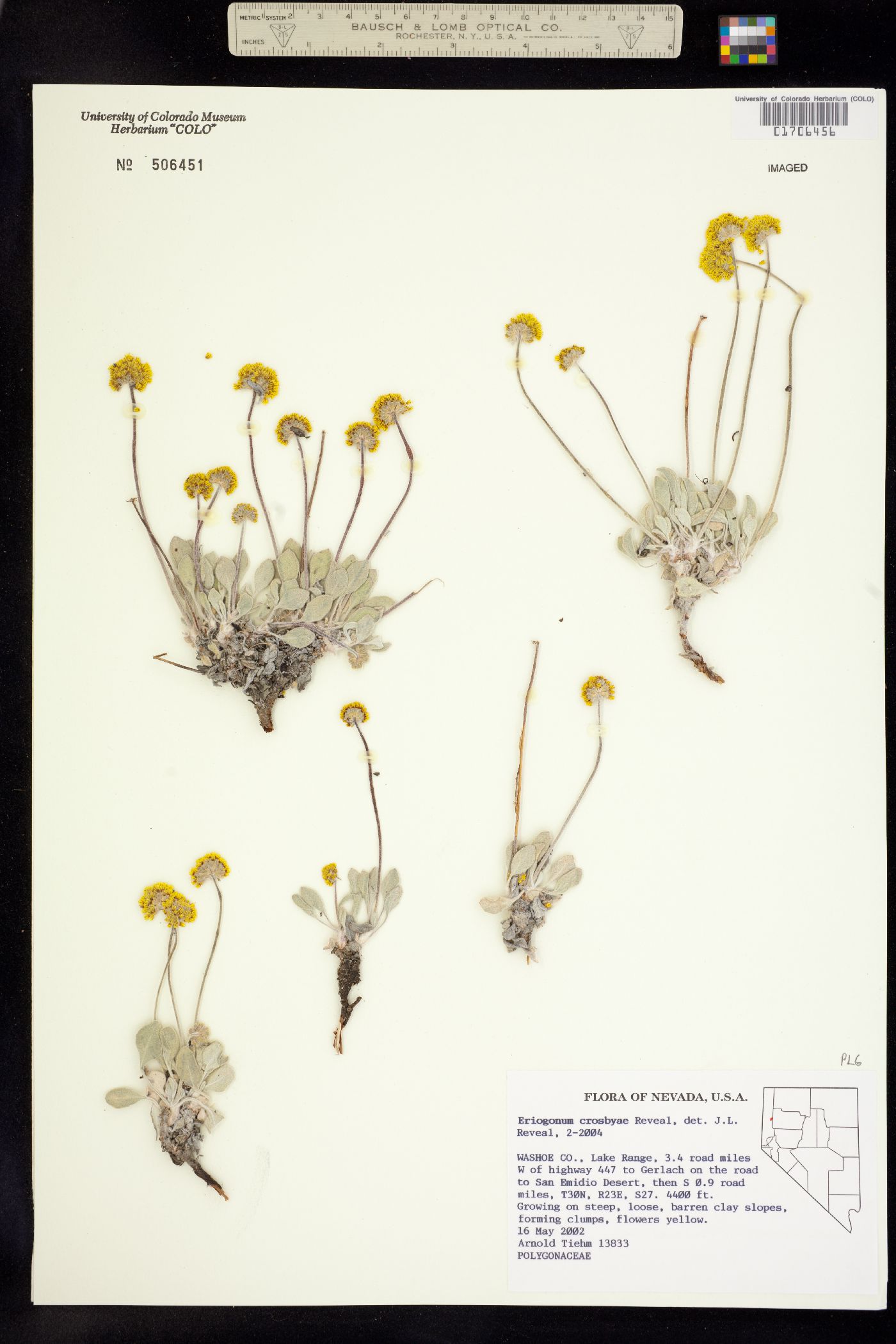Eriogonum crosbyae image