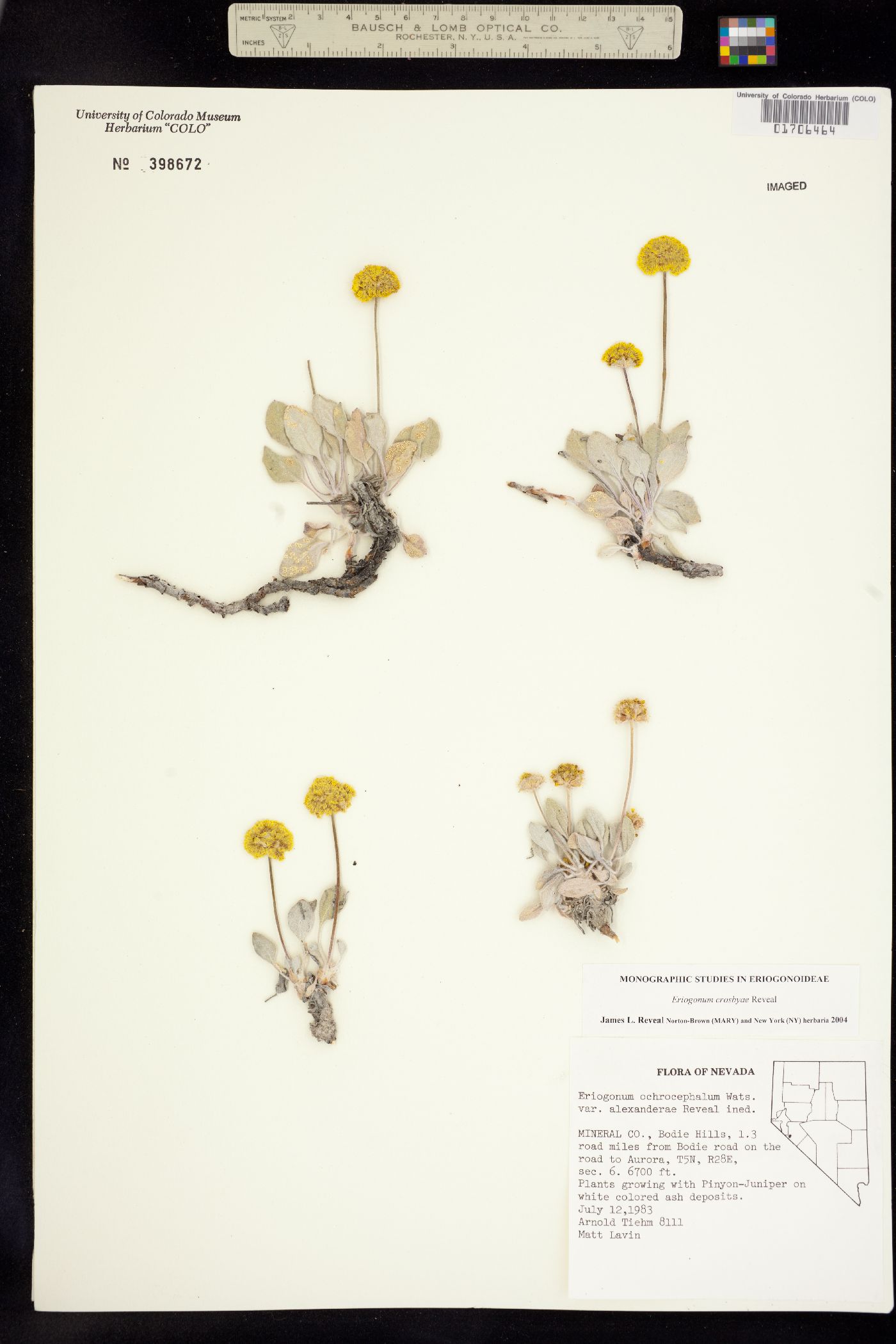 Eriogonum crosbyae image