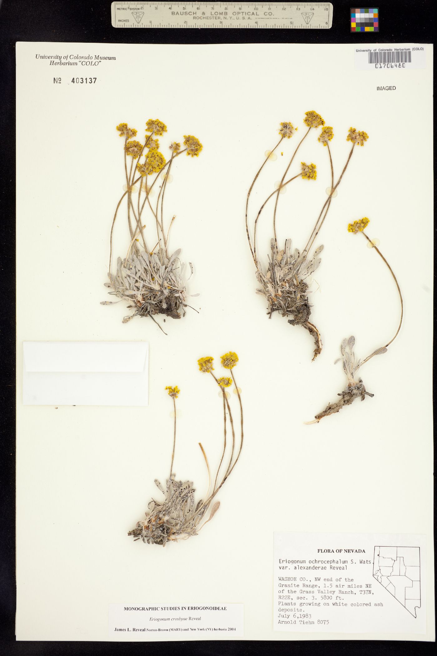 Eriogonum crosbyae image