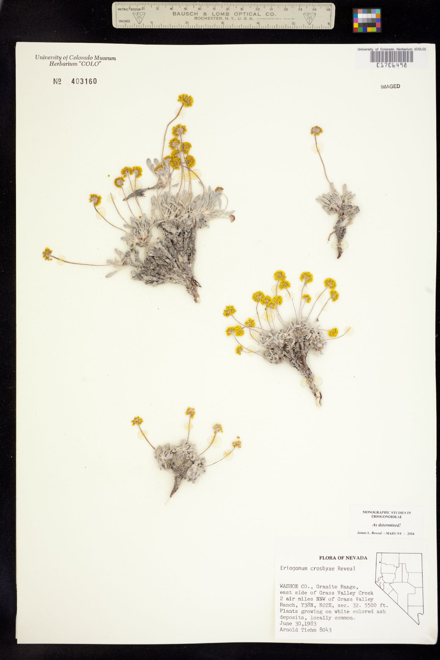 Eriogonum crosbyae image