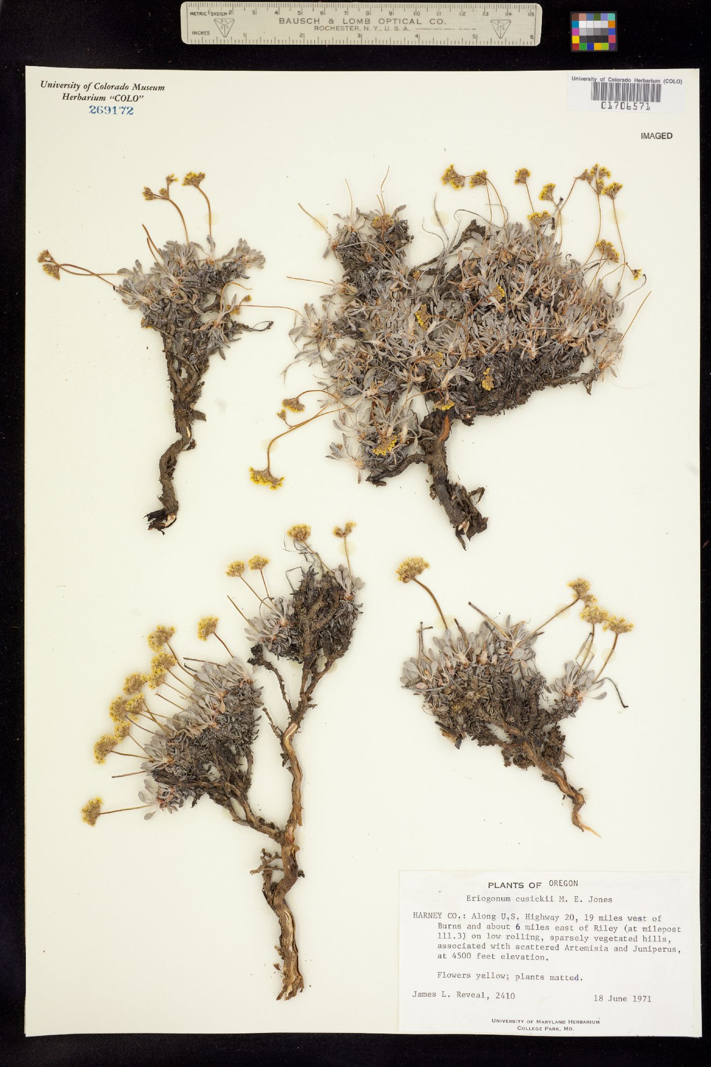 Eriogonum cusickii image