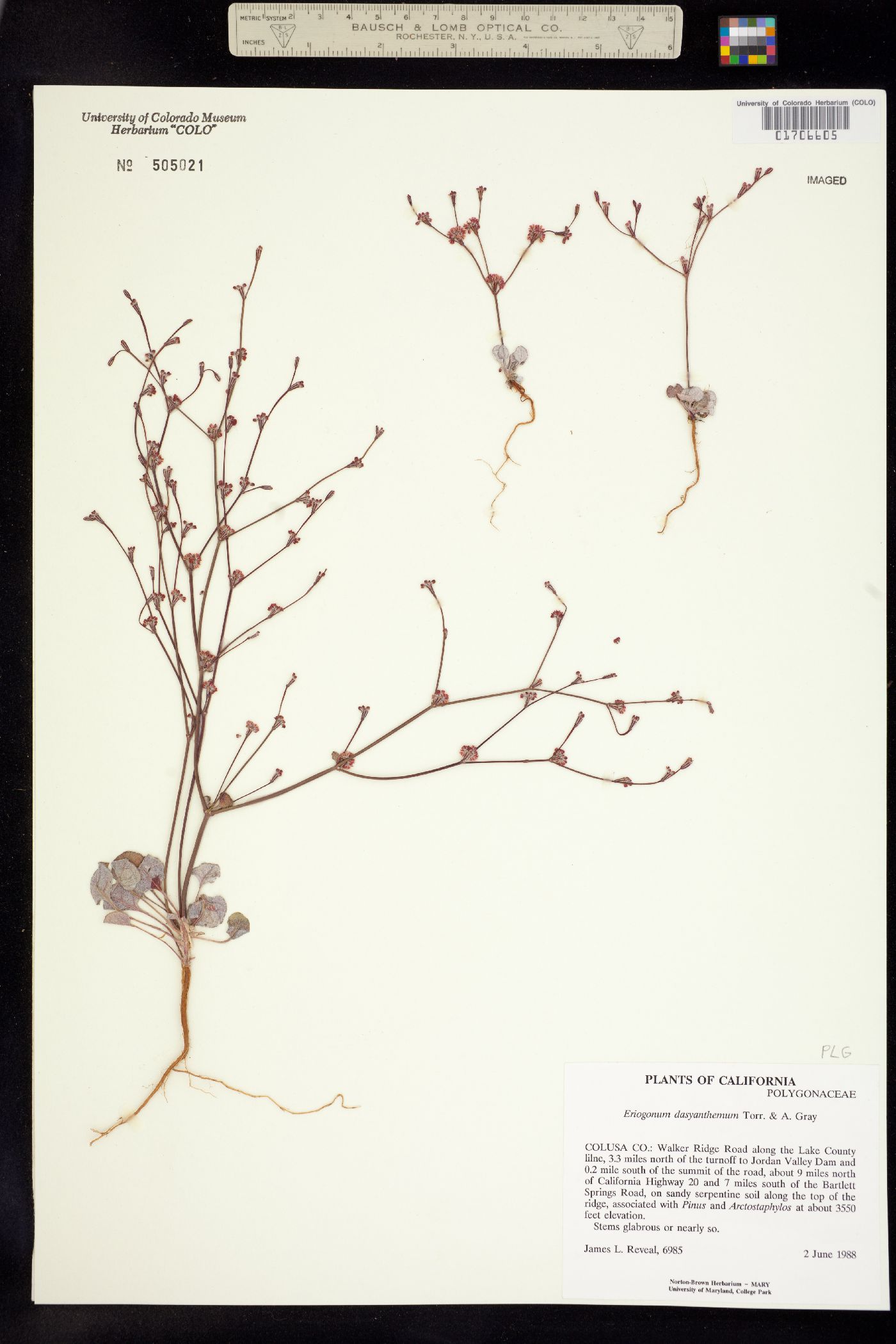 Eriogonum dasyanthemum image