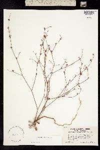 Eriogonum dasyanthemum image