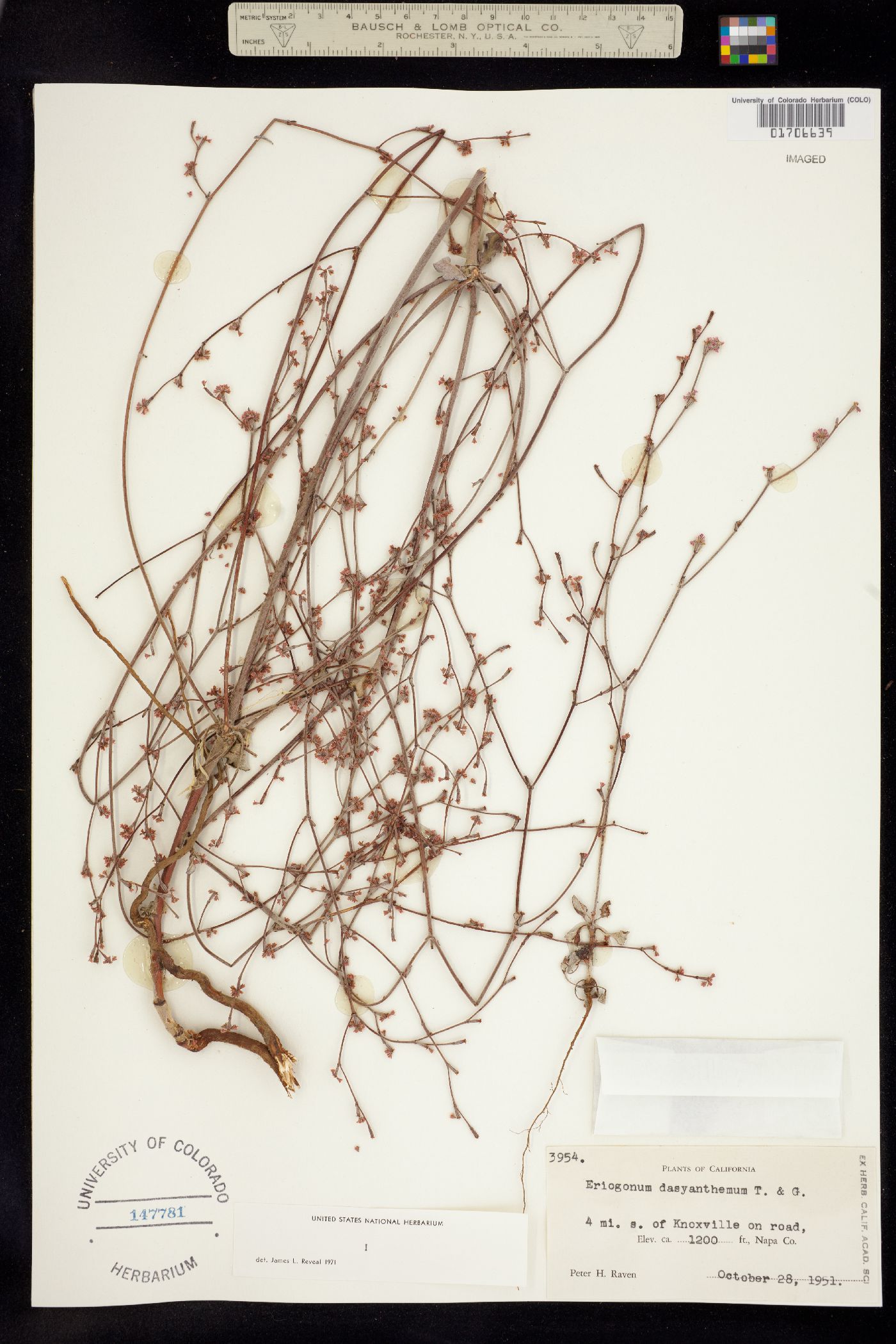 Eriogonum dasyanthemum image