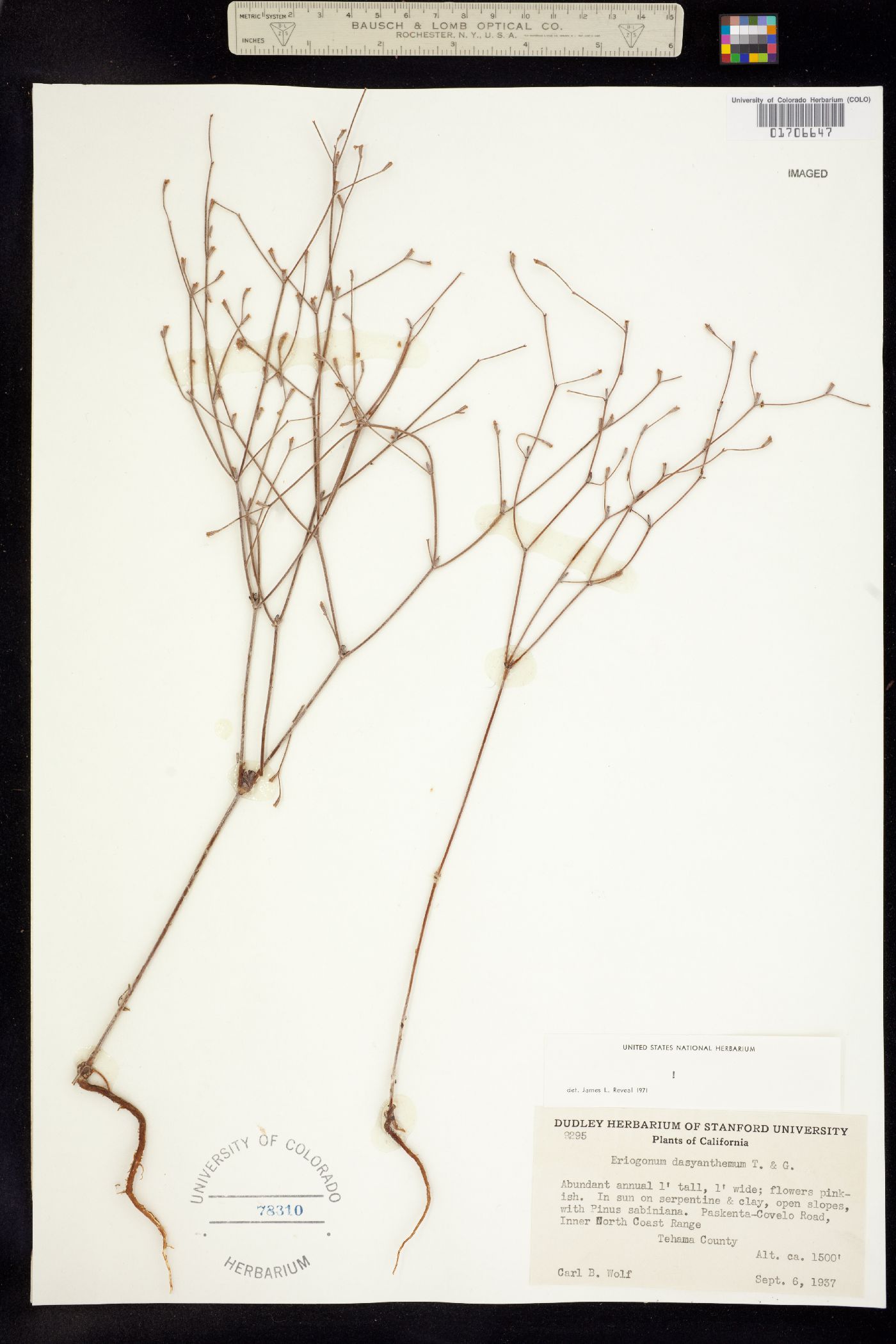 Eriogonum dasyanthemum image