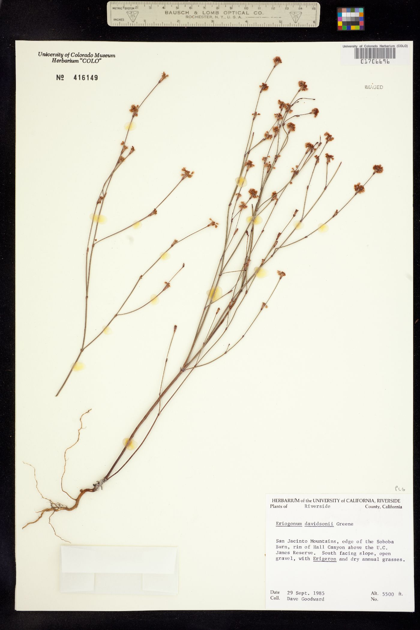 Eriogonum davidsonii image