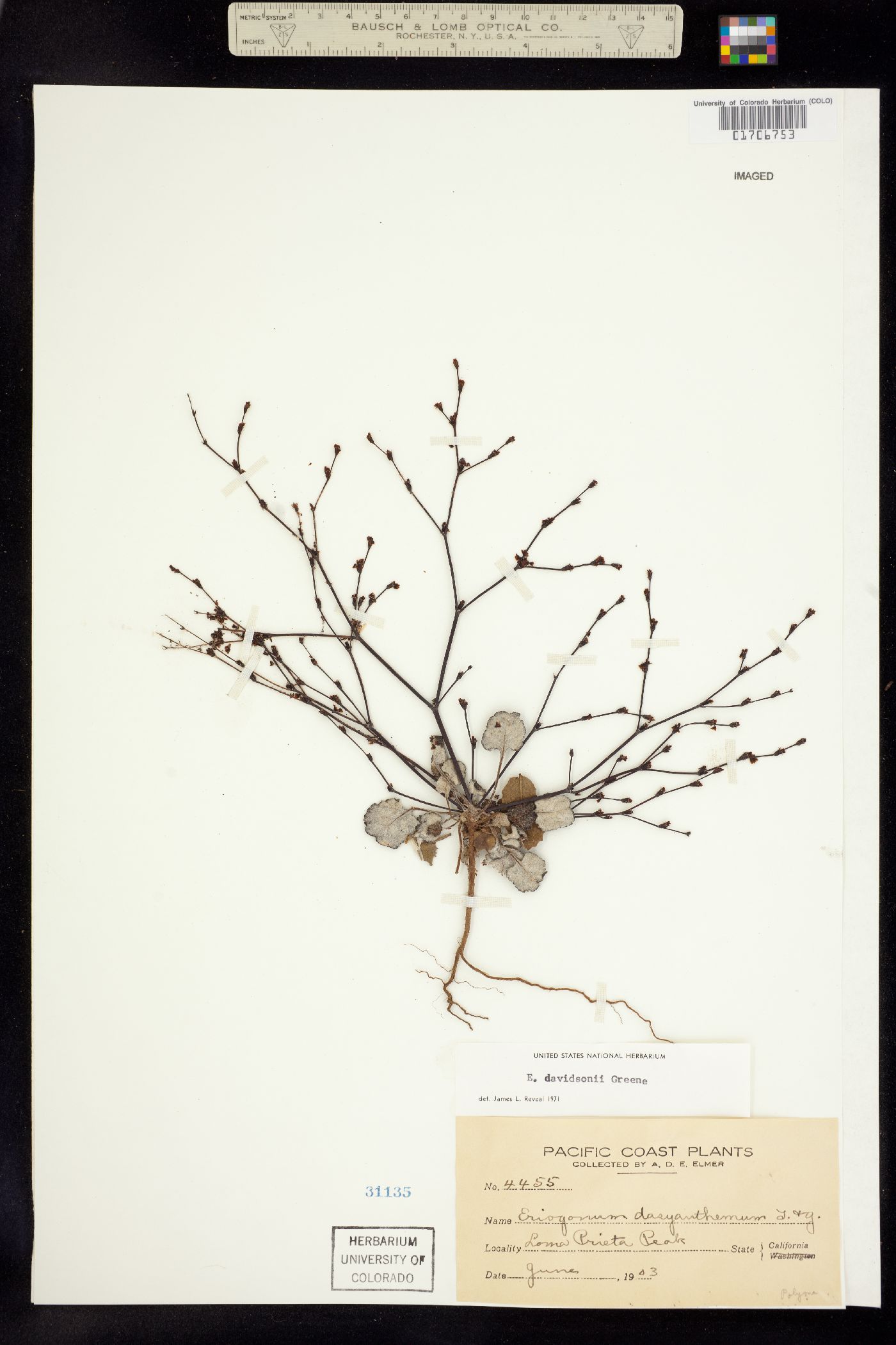 Eriogonum davidsonii image