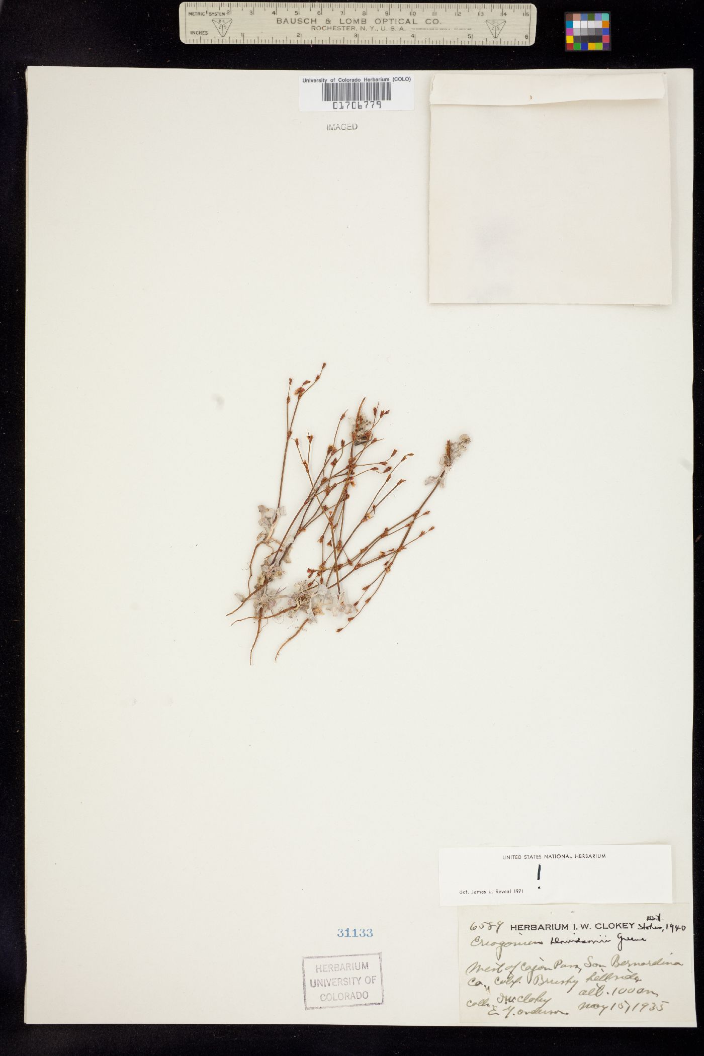 Eriogonum davidsonii image