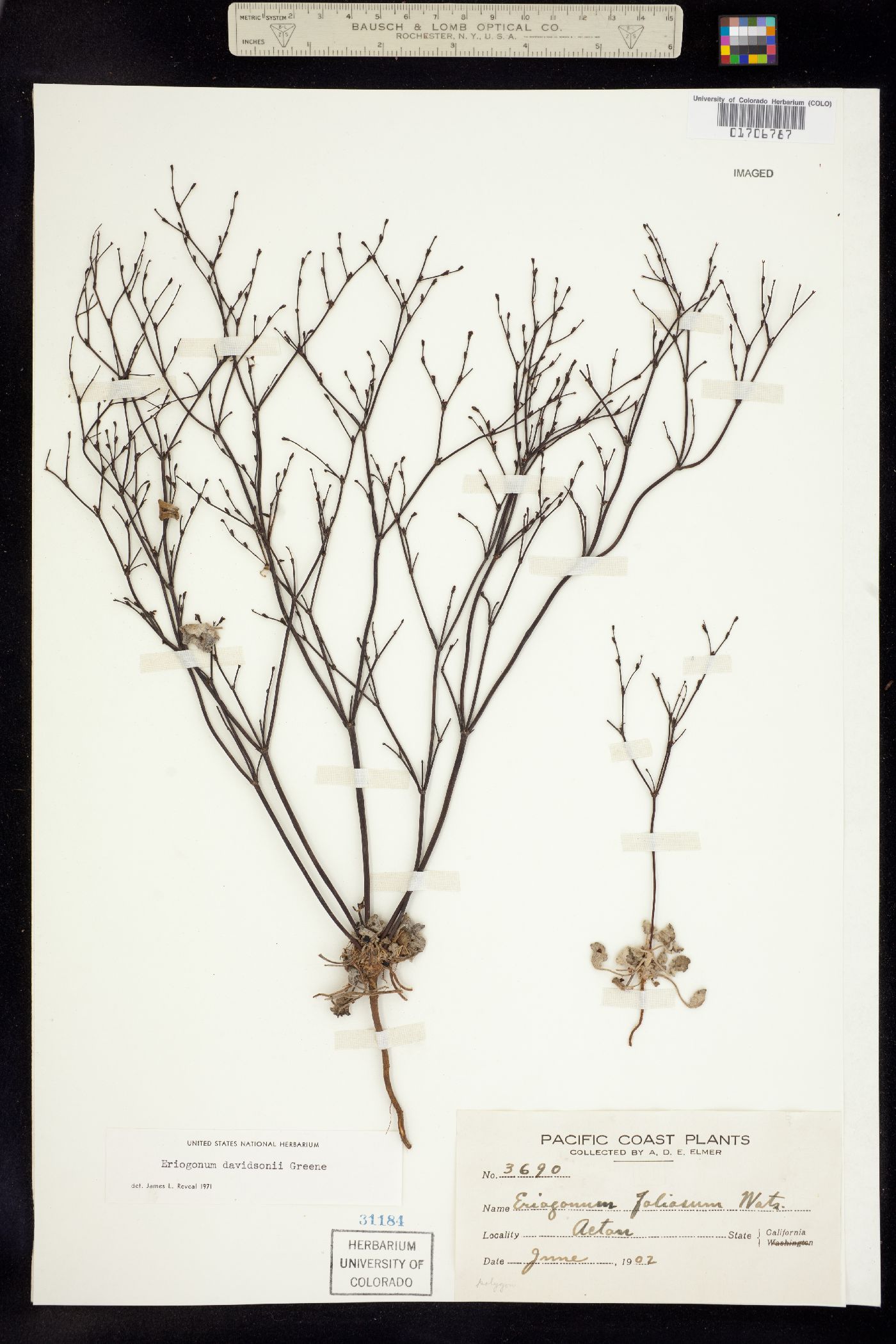 Eriogonum davidsonii image