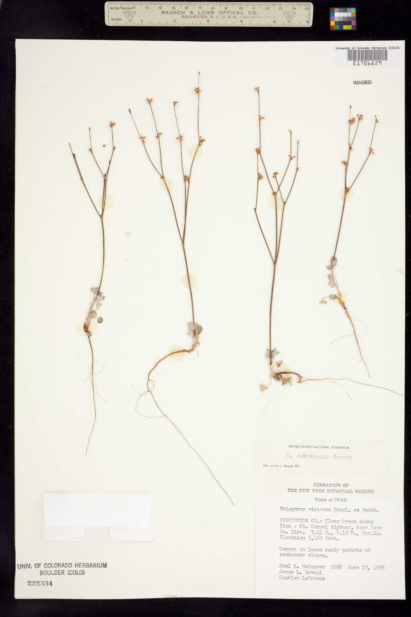 Eriogonum davidsonii image
