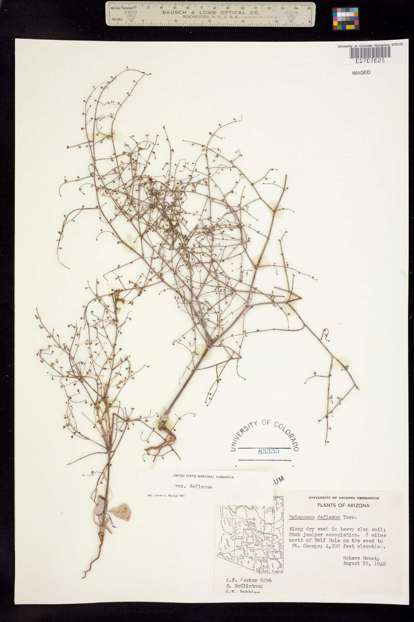 Eriogonum image