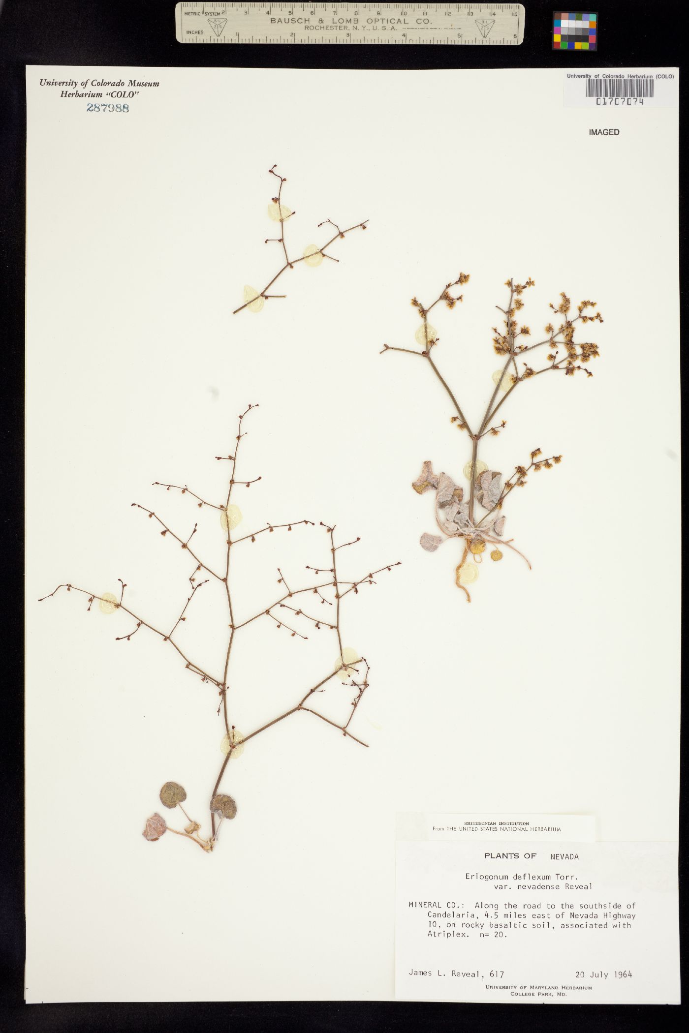 Eriogonum deflexum image