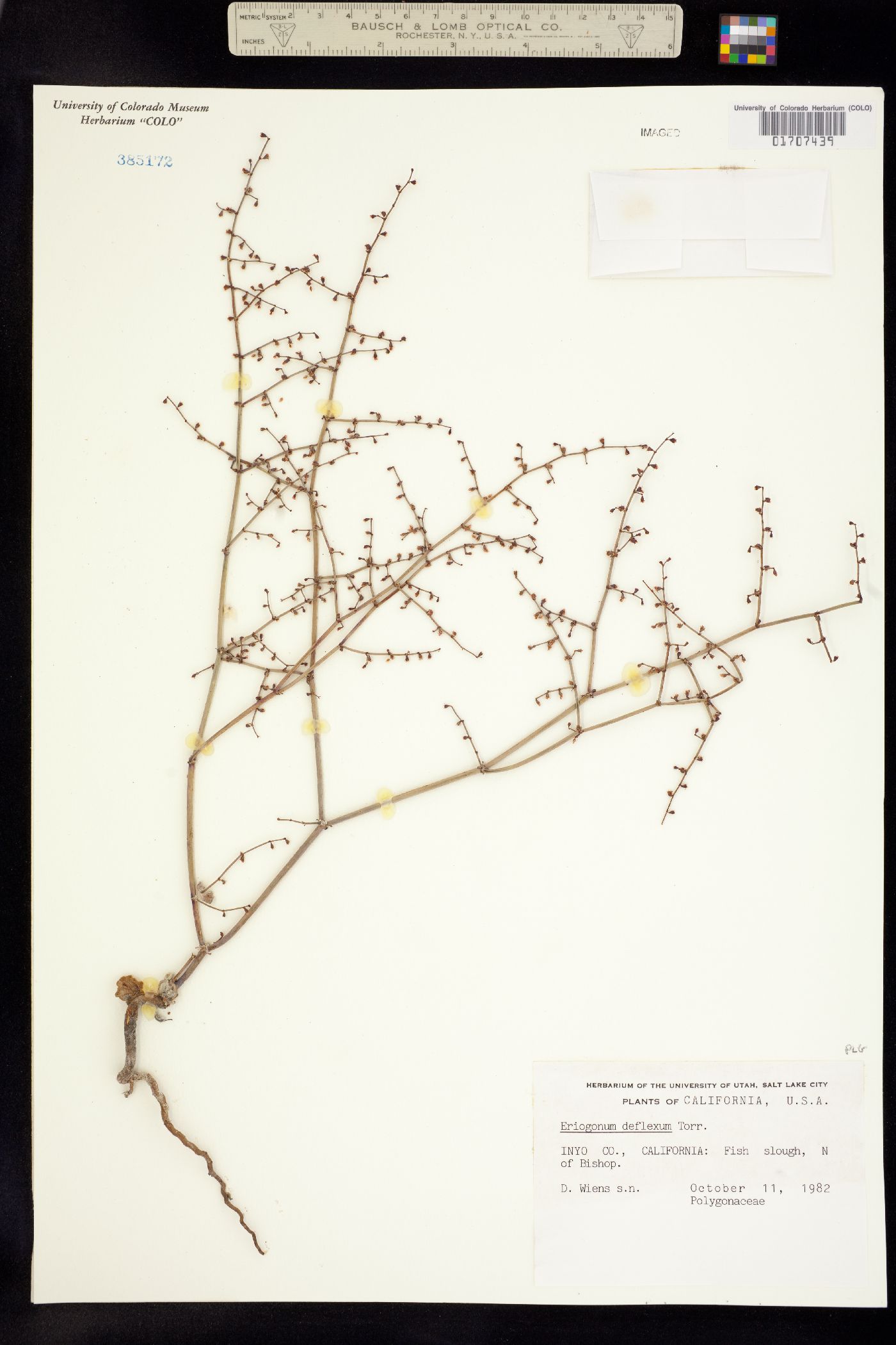 Eriogonum deflexum image