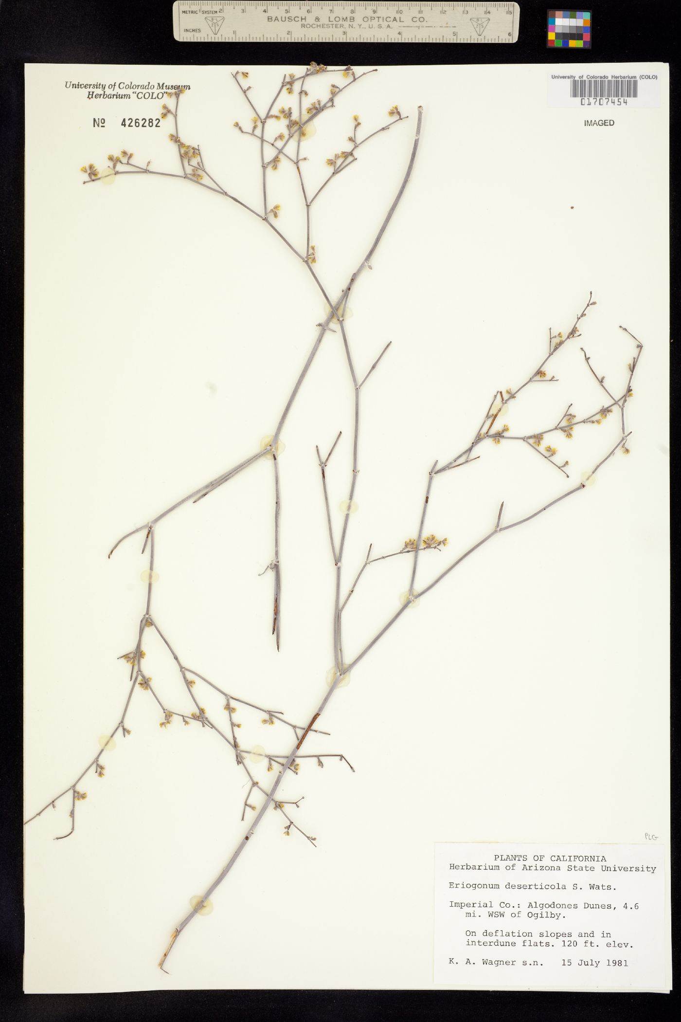 Eriogonum deserticola image