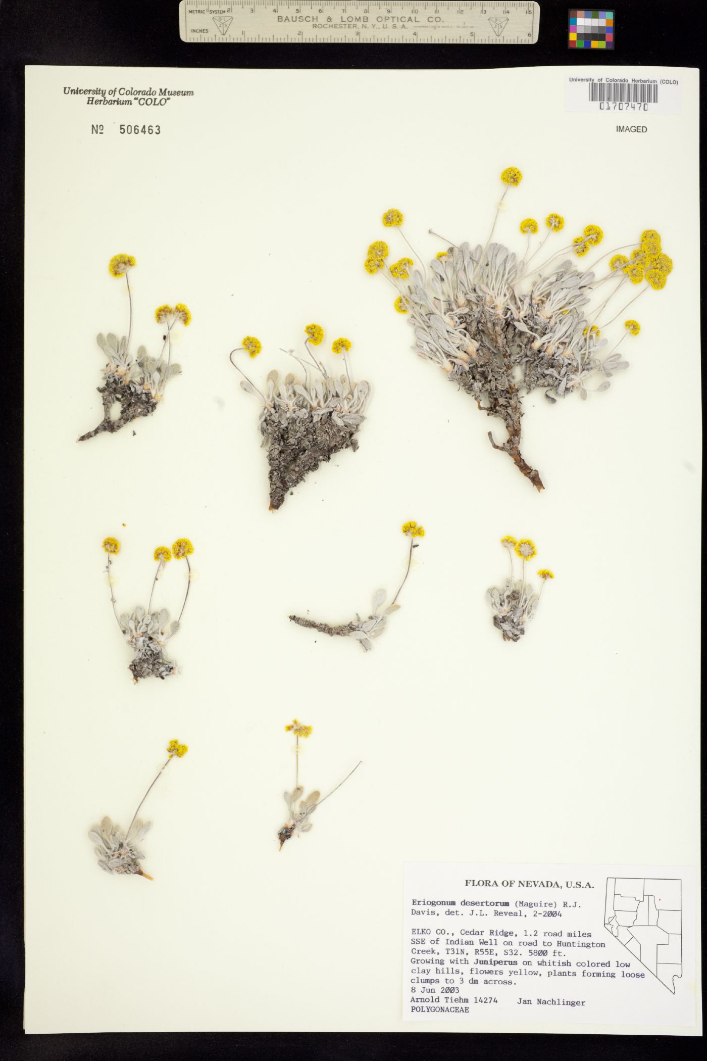 Eriogonum desertorum image