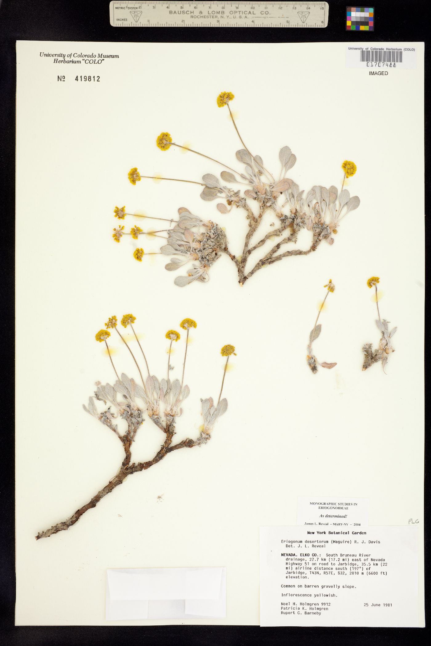 Eriogonum desertorum image
