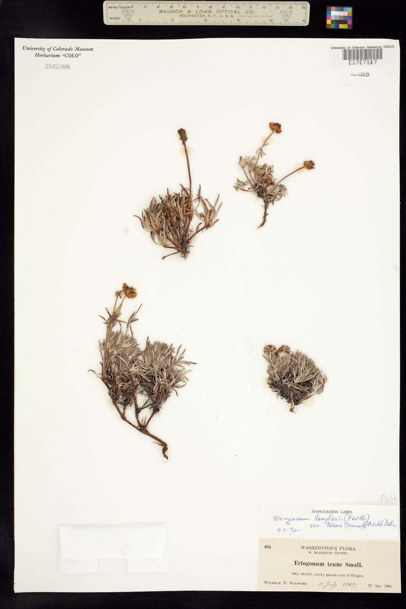 Eriogonum douglasii image