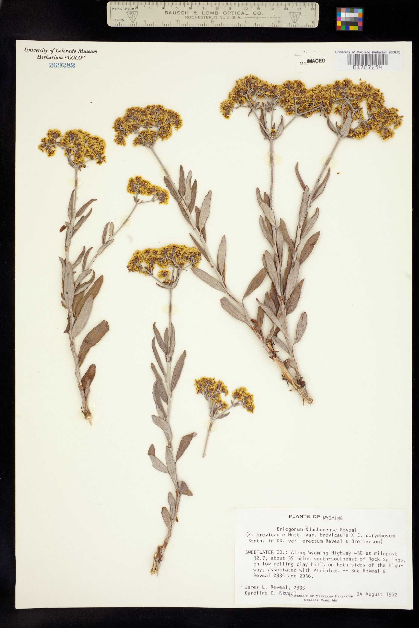 Eriogonum duchesnense image