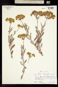 Physaria didymocarpa ssp. lanata image