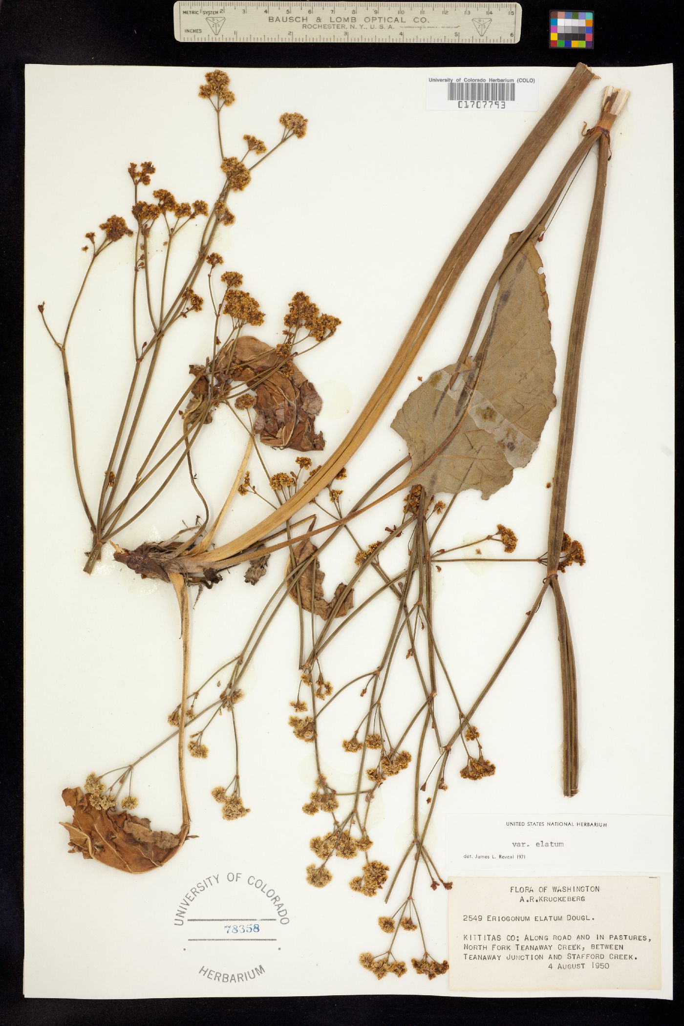 Eriogonum elatum image