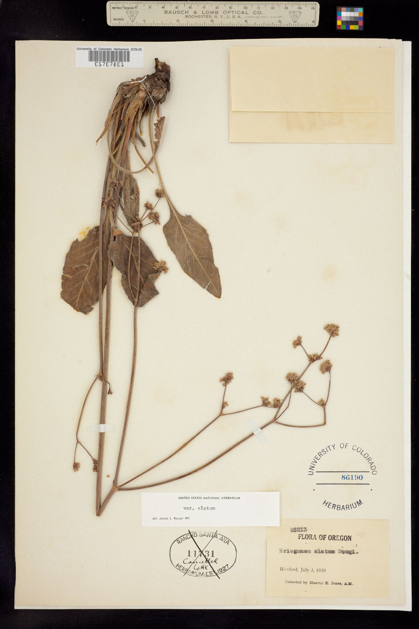 Eriogonum elatum image