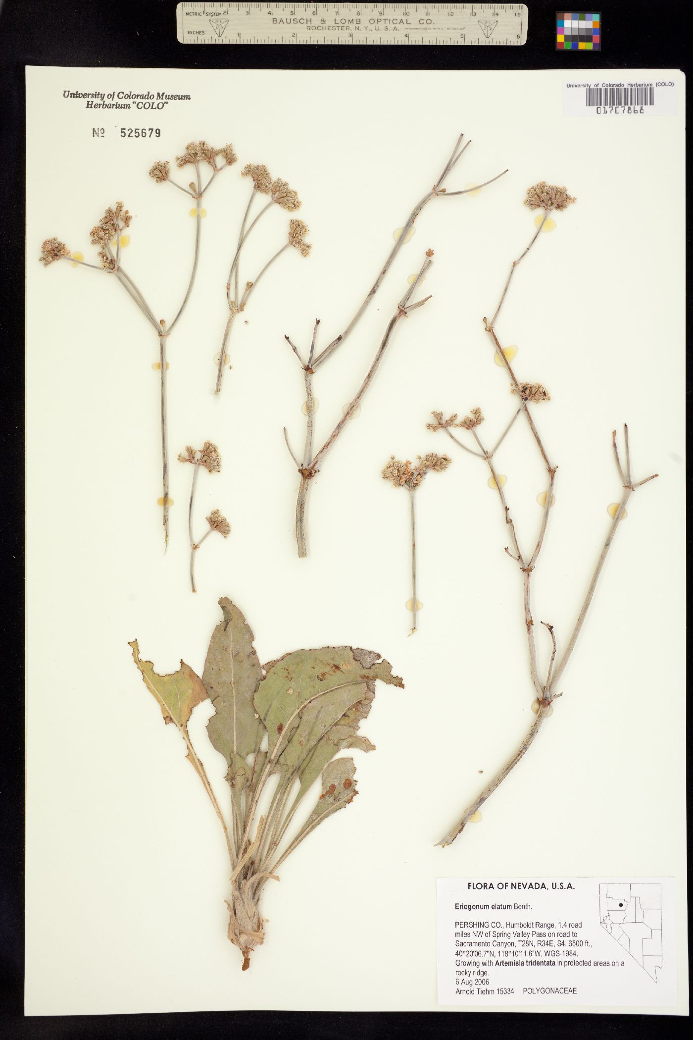 Eriogonum elatum image