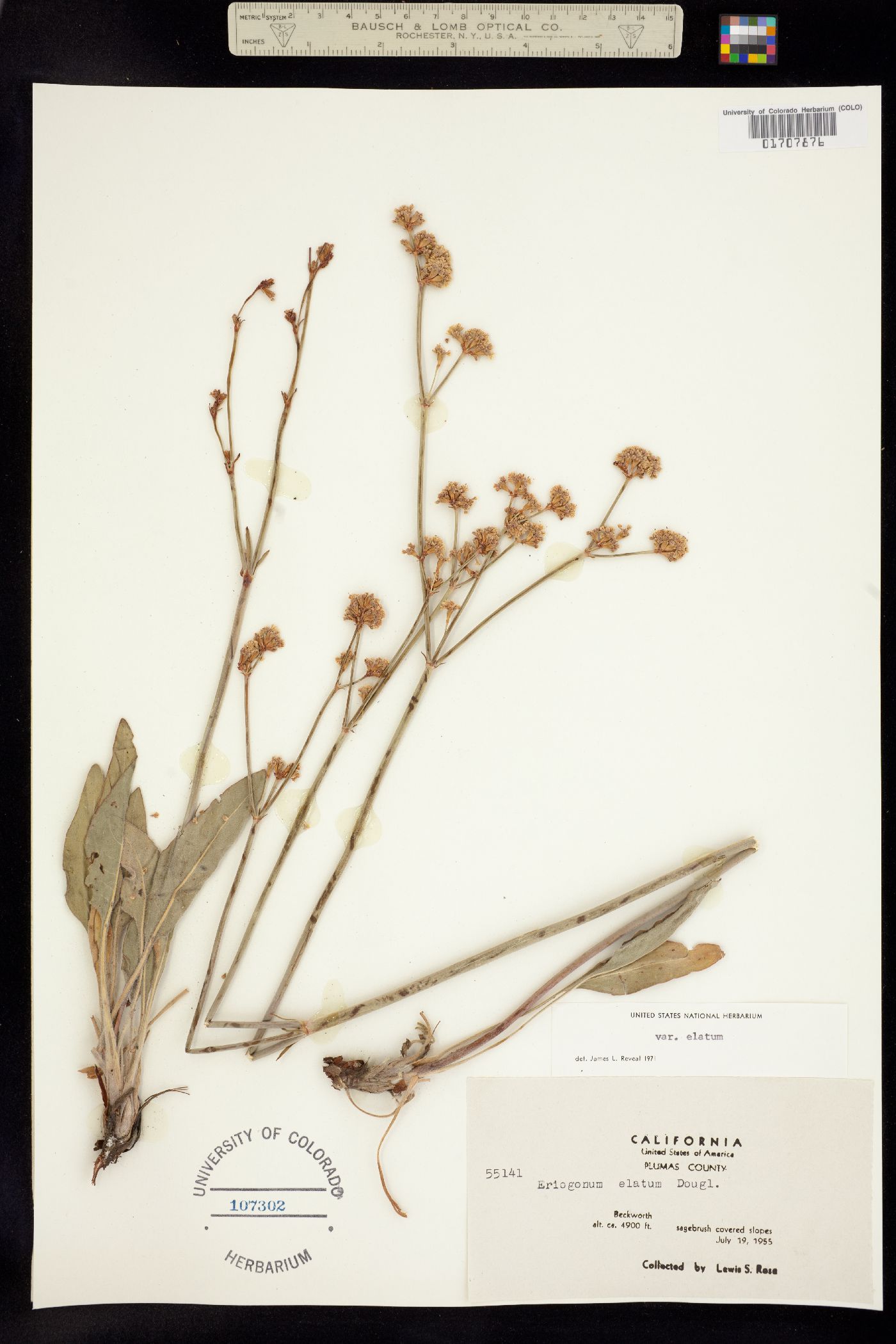 Eriogonum elatum image