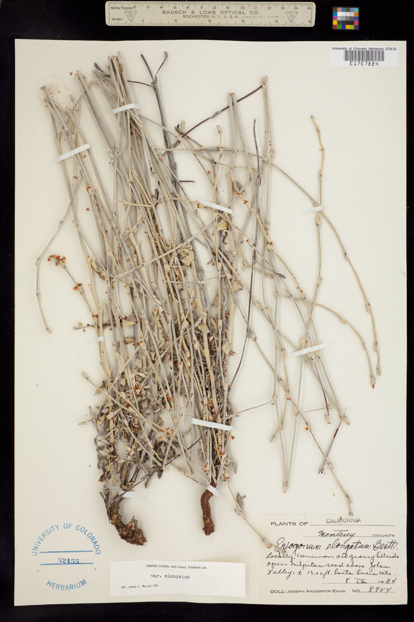 Eriogonum elongatum image