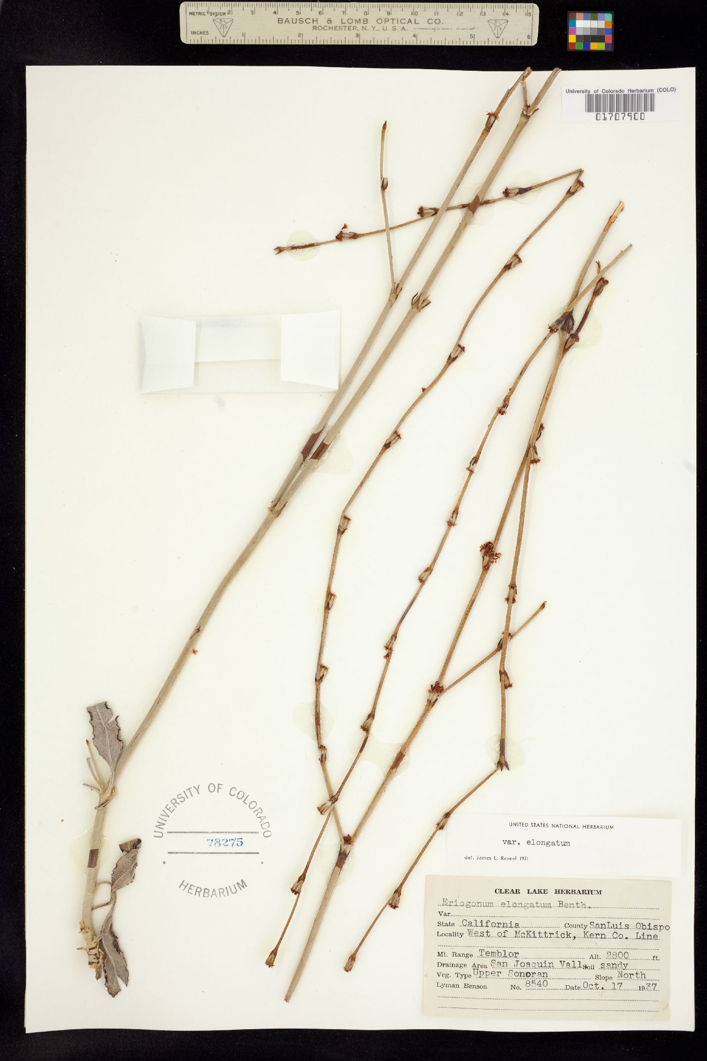 Eriogonum elongatum image