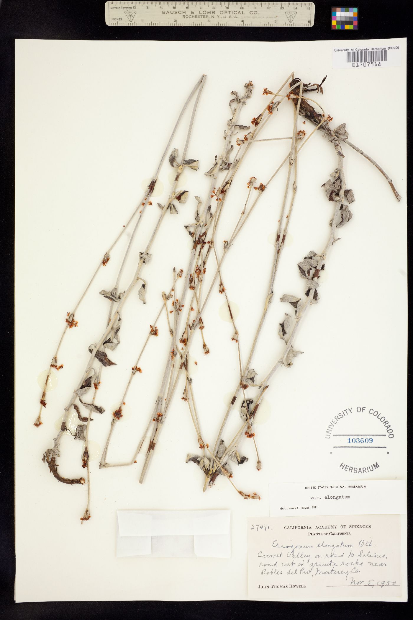 Eriogonum elongatum image