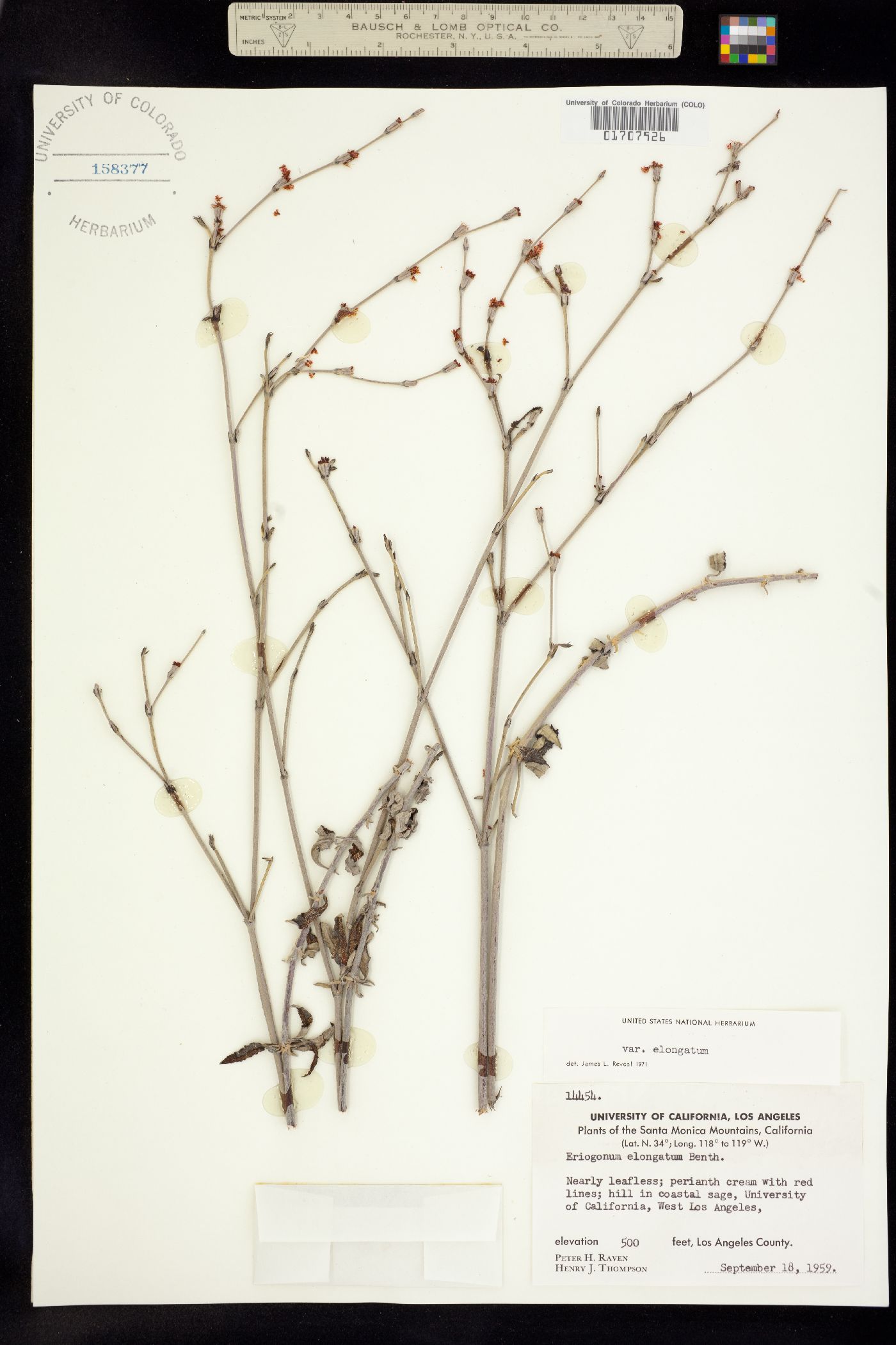 Eriogonum elongatum image