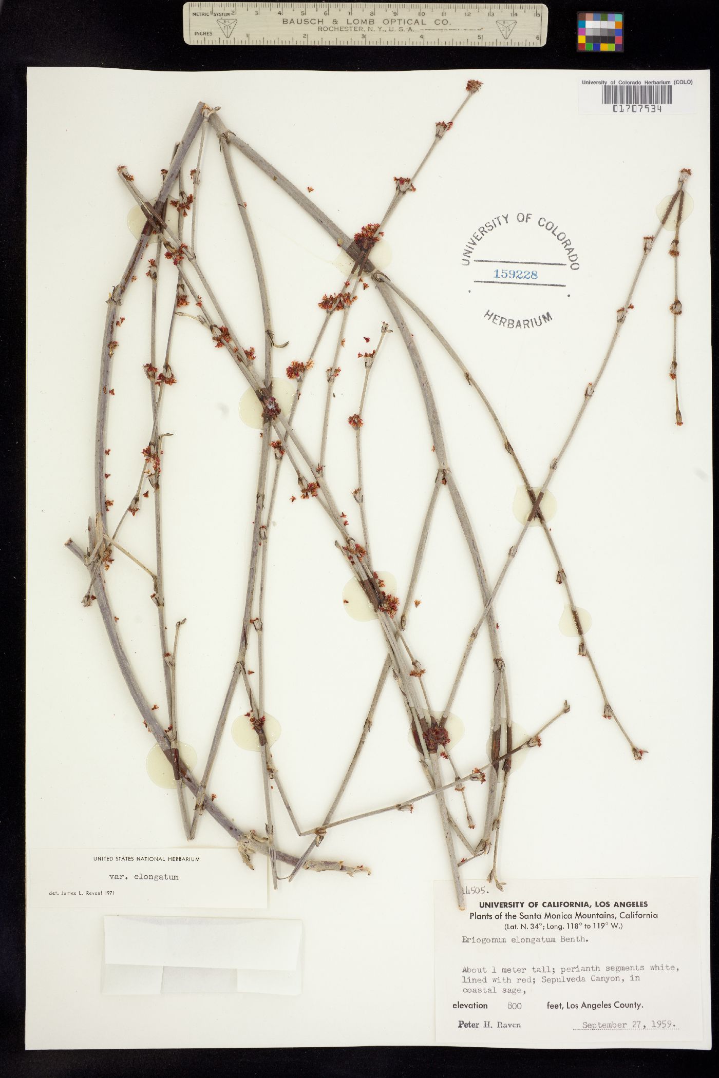 Eriogonum elongatum image