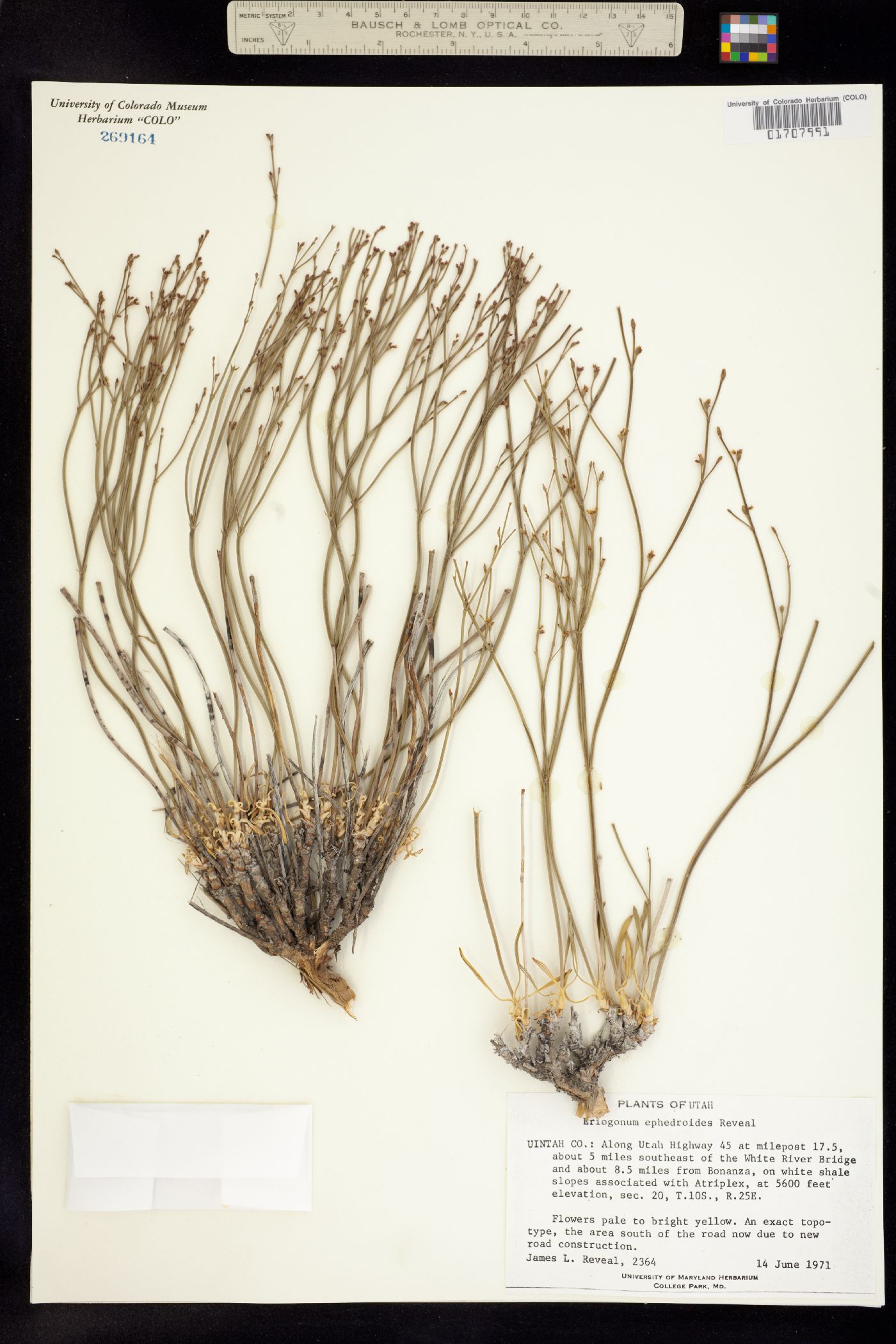Polygonaceae image