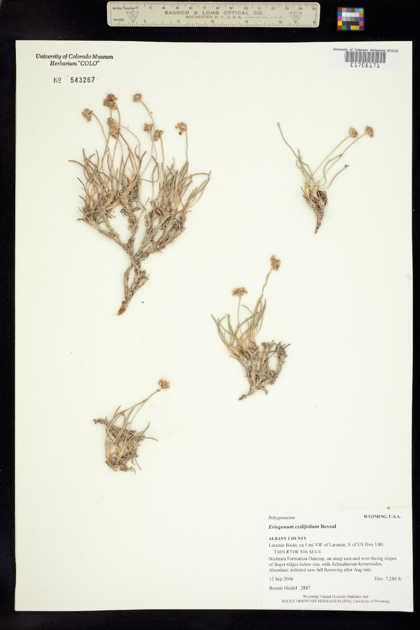 Eriogonum exilifolium image