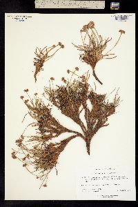 Eriogonum exilifolium image