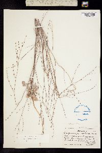 Eriogonum elegans image